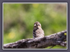 Vesper Sparrow - Abendammer