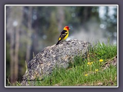 Western Tanager - Kiefernkardinal