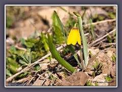 Yellow Bells