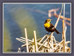 Yellow Headed Blackbird - Weibchen