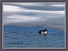 Yellowstone Lake - Barrow Goldeneye - Spatelente