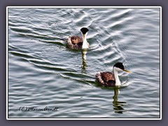 Yellowstone Lake - Western Grebe - Renntaucher