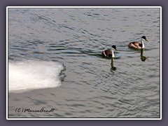 Yellowstone Lake - Western Grebe zwischen Eischollen auf dem Yellowstone Lake