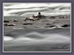 Yellowstone River mit Harlekquin Ducks