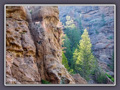 Zwei Big Horn Sheep im Fels