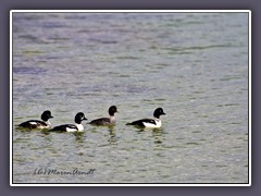 Barrow Goldeneye - Bucephala-islandica - Spatelente auf dem Lake Yellowstone