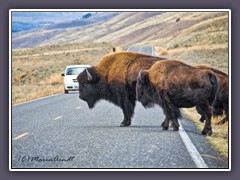 Büffel - Tatanka -  Buffalo