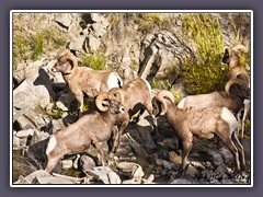 Big Horn Sheep - die jungen wilden Böcke