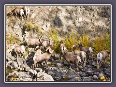 Big Horn Sheep - Herrenclub