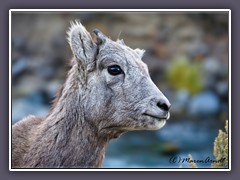 Big Horn Sheep - Lamm