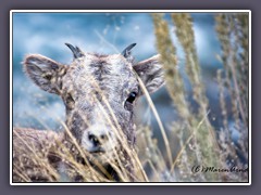 Big Horn Sheep - Nachwuchs