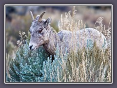 Big Horn Sheep - Nordamerikanisches Wildschaf 