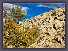 Big Horn Sheep -eine Herde Böcke