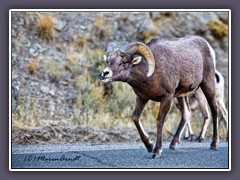 Big Horn Widder - Brunftzeit