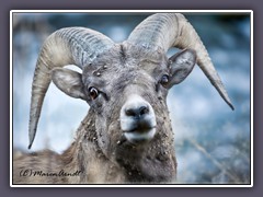 Big Horn Widder - die Hörner können bis zu 14 kg wiegen