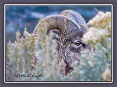 Big Horn Widder - ein Auge riskieren