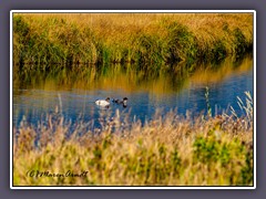 Common Merganser - Gänsesäger 