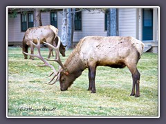 Elk Nr 6 brach sich kurz nach dieser Aufnahme im Februar 2009 beim Sprung über einen Zaun das Genick