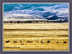 Elkschutzgebiet bei Jackson Hole