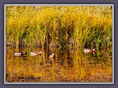 Eurasian Wigeon - Pfeifente