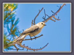 Gray Jay - Meisenhäher