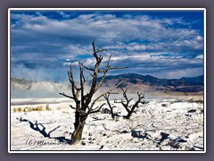 Mammoth Hot Springs - Minerva Terrace