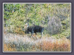 Moose - Elch in den Willow Flats