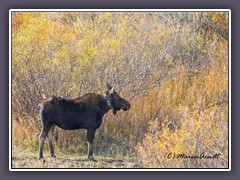 Moose - in den Willow Flats