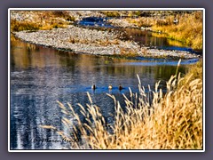 Schwabacher Landing - Entengewässer