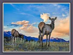 Wapiti - bedeutet in der Shawnee Sprache weisses Hinterteil