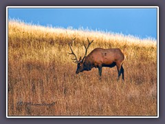 Wapiti - Elk Hirsch im Abendlicht