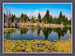 Bieberbau bei Schwabacher Landing