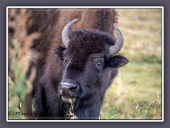 Buffalo