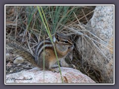 Chipmunk