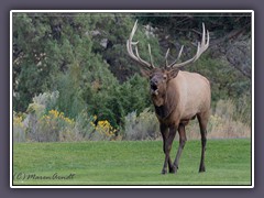 Der Boss von Mammoth Hot Springs