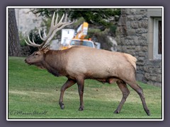 Elk Brunft im Herbst