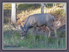 Erste tierische Begegnung in den Tetons - Muledeer Hirsch 