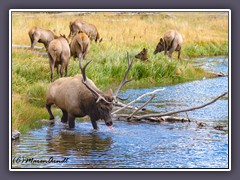 Familie Elk am Madison River