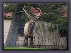 Herausforderer - jüngerer Elk in Mammoth Hot Springs