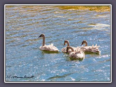 Junge Trompeter Schwäne auf dem Madison River