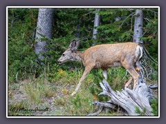 Mule Deer am Dunraven Pass