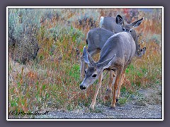 Muledeer  Mädchen