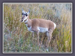 Pronghorn - Gabelbock