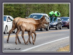 Wildlife on road