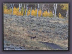 Wolfsbegegnung im Lamar Valley