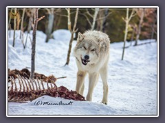 2020 starb der letze der 4 River Valley Wölfe im Alter von 14 Jahren