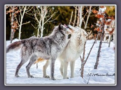 Akela is the Alpha Wolf of Summit, Kootenay and Joseph