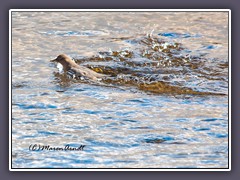 American Dipper auf Nahrungssuche im eiskalten Wasser