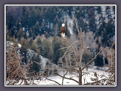 Bald Eagle