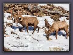 Big Horn Sheep 